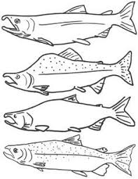 Image Result For School Salmon Project Sheet Fish Coloring Page Free Coloring Pages Salmon Drawing