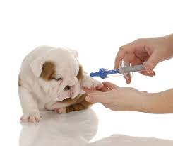 Geimpft wird zunächst gegen staupe, hcc (hepatitis contagiosa canis), parvovirose und leptospirose. Alles Rund Um Impfungen Beim Hund I Deinetierwelt Magazin