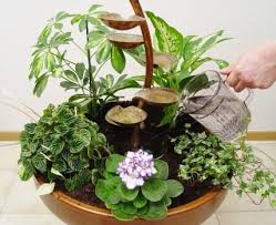 Zimmerbrunnen Einsatz Als Lufverbesser Und Pflege Zimmerbrunnen Mini Garten Pflanzen