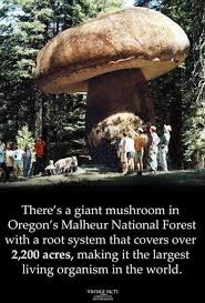 The World's Largest Fungi: Armillaria... - Thai Mycological Association |  Facebook