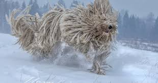 Image result for Komondor