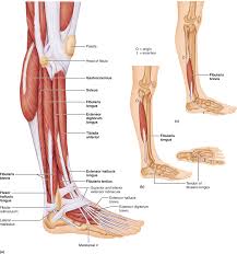 May 31, 2021 · flexor hallucis brevis is composed of a medial and lateral muscle belly whose tendons attach at the proximal phalanx of the great toe (hallux). 10 5 A Muscle S Origin And Insertion Determine Its Action Human Anatomy And Physiology Leg Muscles Diagram Muscle Anatomy Lower Leg Muscles