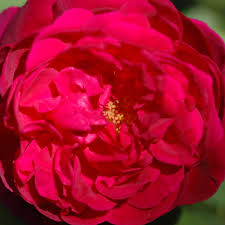 Diese kompakt wachsende englische strauchrose trägt stark duftende, dunkel karmesinrote blüten. Munstead Wood Rose Rot Ca 100cm David Austin 2007 Rosa Munstead Wood Online Bestellen