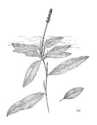 Image result for Potamogetonaceae