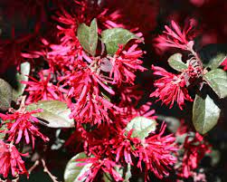 What lessons have you learned while caring for magnolias over the. Loropetalum Home Garden Information Center