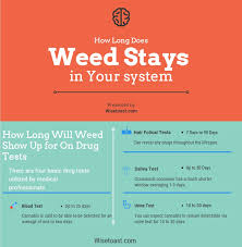 After use, weed reaches the hair follicles via small blood vessels. How Long Does Weed Stay In Your System Urine Blood Saliva Hair Test