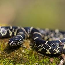 Maybe you would like to learn more about one of these? Kingsnake San Diego Zoo Animals Plants