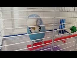 allah bir diyen muhabbet kusu dinlet konussun youtube wind sock box fan decor