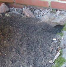 Im Garten Locher Ratten