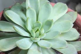 Los cactus son un tipo de plantas que disponen de órganos especiales para almacenar agua de manera muy superior a la de otras plantas, debido a esto la principal diferencia entre los cactus y las crasas y suculentas, es que los cactus poseen una areola, que son yemas auxiliares, visibles y. Consejos Y Trucos Para El Cuidado Adecuado De Los Cactus Y Las Suculentas