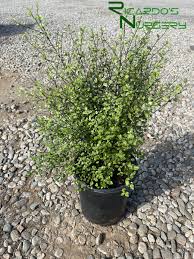 Image result for Pittosporum tenuifolium