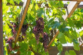 Image result for pruning grapes on a pergola
