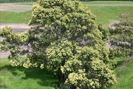 Image result for Acacia mearnsii