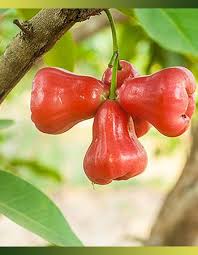 Decouvrez Ces Fruits Et Legumes Meconnus Je Cuisine Mon Potager Fruits Et Legumes Fruits Legumes