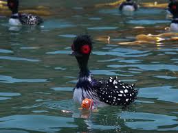 Bird From Finding Dory Becky From Finding Dory Becky Steals The Show In Finding Dory Joins The List Of Pixar New Pixar Movies Finding Dory List Of Pixar Movies