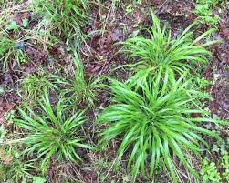 Image result for Brachypodium