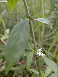 Image result for Spermacoce perennis