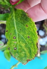 Image result for Cercospora hydrangea