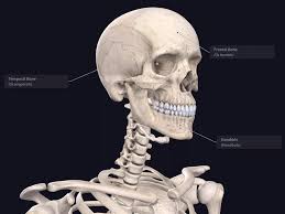 The skeleton forms the basic shape and structure. Labels Complete Anatomy