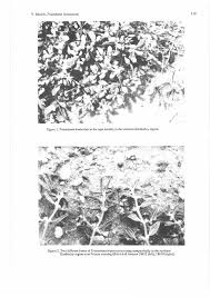 Image result for Trianthema salsoloides