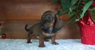 Female Black And Brown Dachshund Mini Dachshund Puppies Dachshund Puppy Miniature Mini Dachshund Dachshund Puppies For Sale