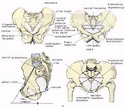 The bones of the body come in a variety of sizes and shapes. Diagram Of Cow Bones Studying Wiring Diagram