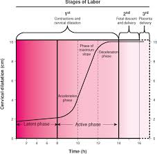 Physiology Of Labor Williams Obstetrics 24e