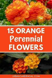 Perennial flowers add character to your garden—and return year after year! 15 Orange Perennial Flowers Urban Garden Gal