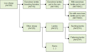 Mutton is a sheep which is more than 12 months old. Glossary Sheep Statistics Explained