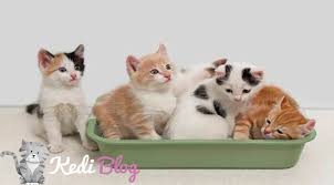Kedi Tuvalet Egitimi Nasil Verilir Kedi Blog