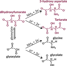 Image result for Glycine