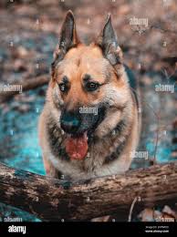 Vertical photo of a German Shepherd dog walking through a wooded area Stock  Photo