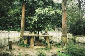 Taman Safari Kodakcolorplus 35mm Yasicaminitecaf Taman