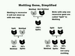 Mottled Gene Chicken Breeds Chart Frizzle Chickens