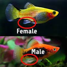 How To Tell Platy Fish Gender And How Platies Mate. How Platys Fish Breed -  Youtube