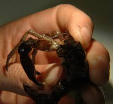 Image result for Dignathia gracilis