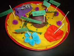 They are nucleus and nucleolus. Mitchell County Middle School