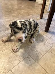 Read about height, weight, temperament, good with children, activity level, grooming tips and training requirements. Great Dane Puppies For Sale Shelby Nc 317010 Petzlover