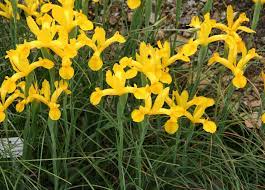 Yellow Spanish Iris Iris Xiphium Var Lusitanica Iris Flowers Iris Flower Names