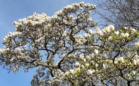 Le Festin Du Printemps Magnolia Ryadom S Domom Magnoliya I Kazhdoj Vesnoj Vostorg Magnolia Printempsfrancais Printemps France Me In 2020 Instagram Grapes Fruit