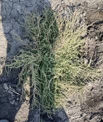 Image result for Suaeda sp. B