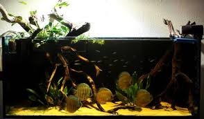 Discus Blackwater Biotope Riparium Discus Aquarium Discus Tank Blackwater