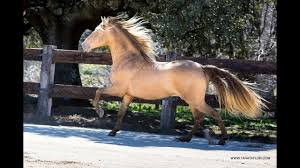 This colt is very friendly and laid back and will make an excellent riding horse. Lusitano Horses Andalusian Horses Murrieta Ca