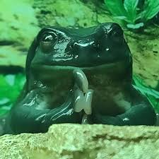 Image result for toad gods