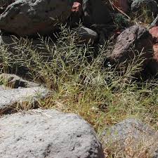 Image result for Eragrostis exasperata