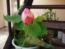 Lotus Feng Shui Plant Lotus Flower Seeds Feng Shui Plants Front Door Plants