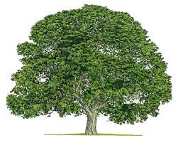 The leaves and stems contain smaller quantities of juglone, which is leached into the soil after they fall. The Curse Of The Black Walnut Proven Winners