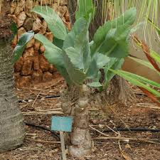 Image result for Cyphostemma congestum