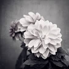 Black And White Flower Pictures Wall Art Prints Of Flowers Dahlia Print Modern Flower Print Black Etsy Black And White Flowers Flower Wall Art Flower Canvas