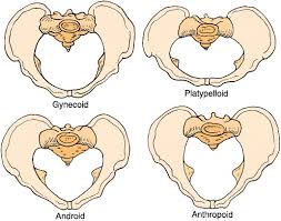 Gynecoid Cylindrical Ap Diameter Matches Width Mc 40 50 Anthropoid Narrow Oval Shaped Ap Diameter Width 2nd Most Com Pelvis Pelvic Bone Ob Nursing
